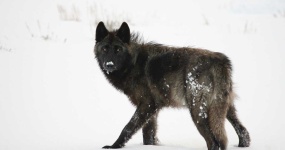 image of wolf #54