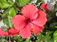 image of flower