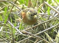 image of brambling