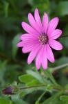 image of flower