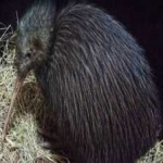 image of bird