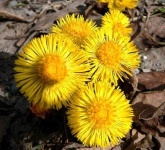 image of flower