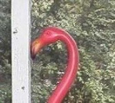 image of animal