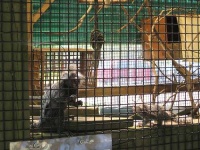 image of marmoset