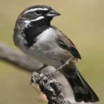 image of black_throated_sparrow #15