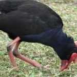 image of bird