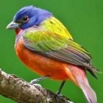 image of bird