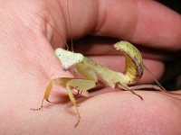 image of mantis