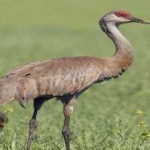 image of bird