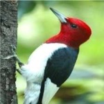 image of red_headed_woodpecker #5