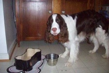 image of english_springer