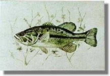 image of animal