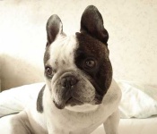 image of french_bulldog #27