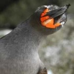 image of bird