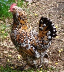 image of hen