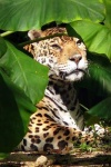 image of jaguar_car