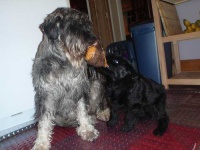 image of standard_schnauzer