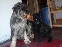 image of standard_schnauzer #28