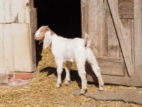 image of animal