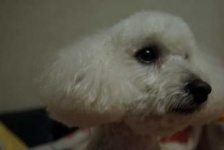 image of toy_poodle