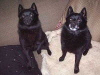 image of schipperke