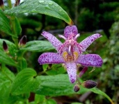 image of flower