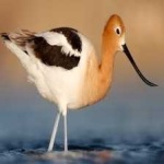 image of bird