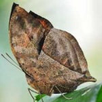 image of animal