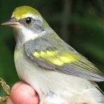 image of bird