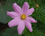 image of flower