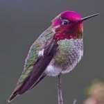 image of bird