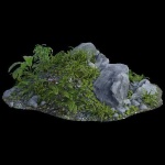 image of jungle