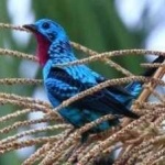 image of bird