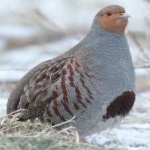 image of bird