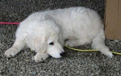 image of kuvasz