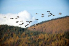 image of animal_migration