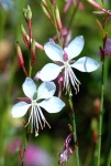 image of flower