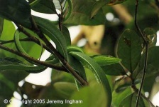 image of green_snake