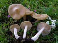 image of mushrooms