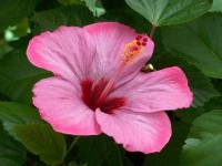 image of flower