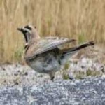 image of bird