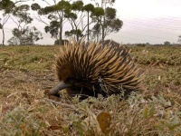 image of echidna