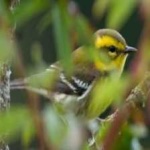 image of bird