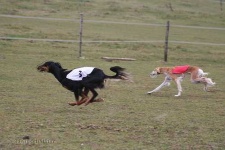 image of saluki