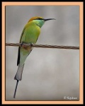 image of bee_eater