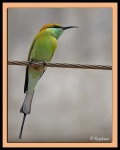 image of bee_eater #4