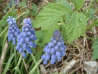 image of flower