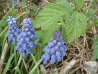 image of grape_hyacinth #17