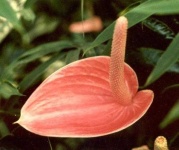 image of anthurium #7