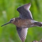 image of bird